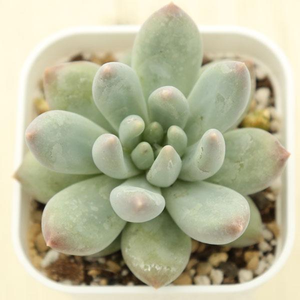 多肉植物 パキフィツム ベビーフィンガー 7.5cmポット苗 : ハニー