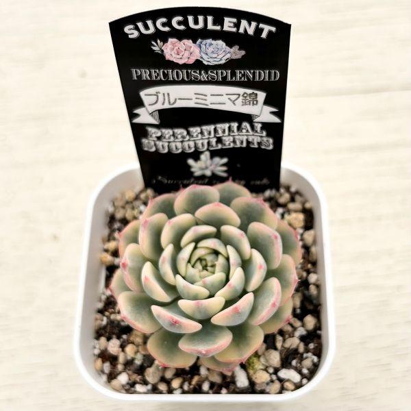 多肉植物 エケベリア ブルーミニマ錦 7.5cmポット苗 : ハニーミント