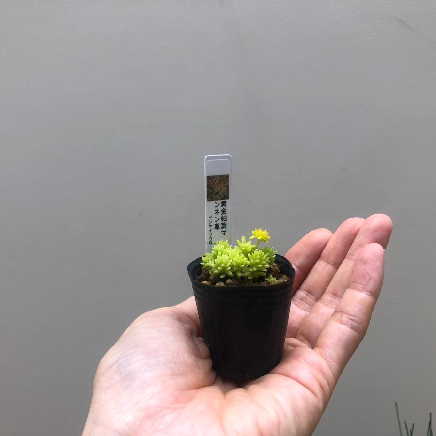 山野草 13ポットセット ミニ 苗 おまかせ 苔テラリウム 和風 盆栽 寄せ