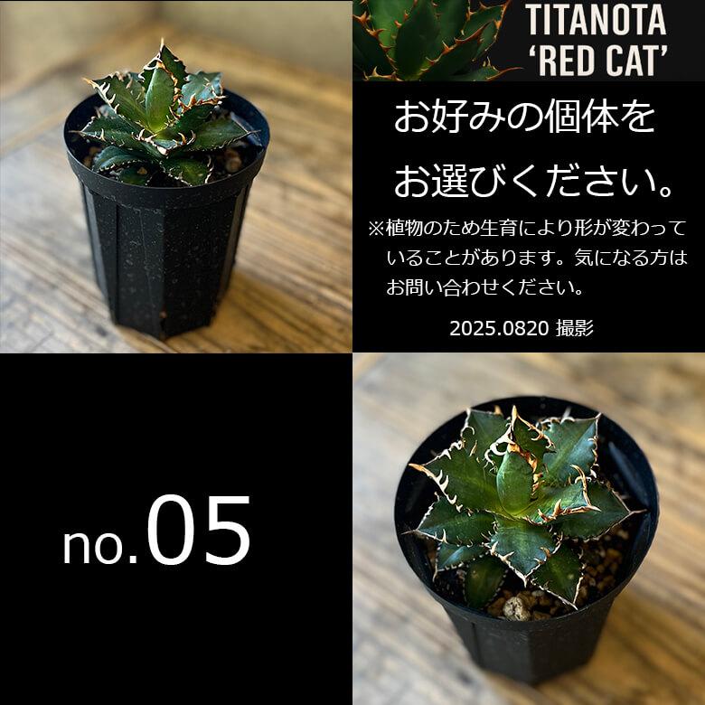 アガベ チタノタ レッドキャットウィーズル 4号鉢 赤猫 個体販売