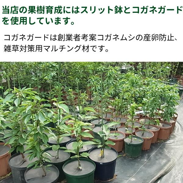 八角：特大120リットルスリット鉢 4個入りケース販売 【送料無料】 ※代