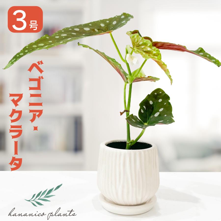 ベゴニア マクラータ （ポルカドットベゴニア） 観葉植物 3号鉢 水玉