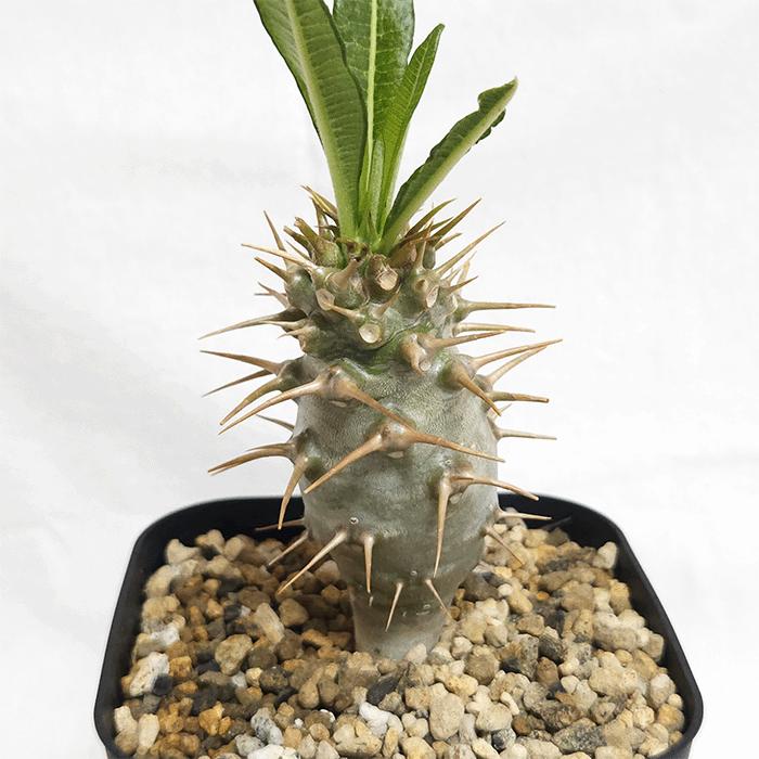 パキポディウム アンボンゲンセ 4号 プラ鉢 塊根植物 コーデックス