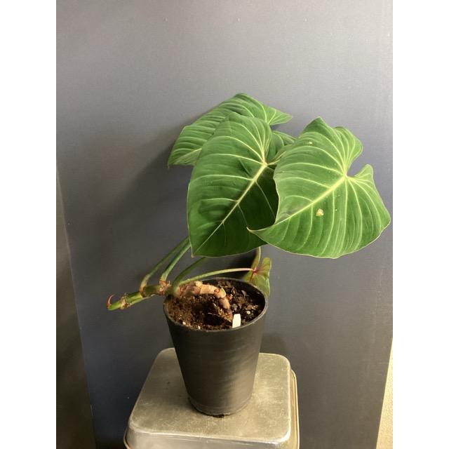 現品 限定品 レア品種 観葉植物 熱帯植物 フィロデンドロン