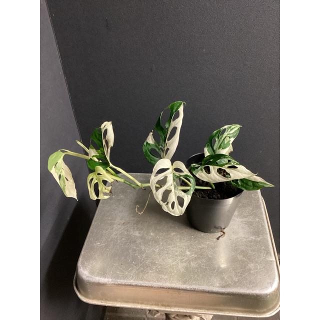 レア 観葉植物 熱帯植物 モンステラ アクミナータ アルボ バリエガータ