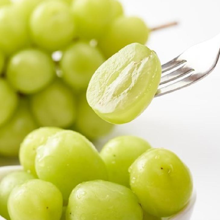 ぶどう 苗木 【シャインマスカット ［登録品種］】 3年生 ウイルス