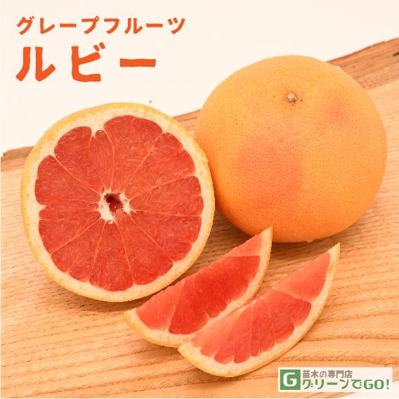 グレープフルーツ 苗木 【ルビー】 1年生 接ぎ木 ポット苗 : 苗木の