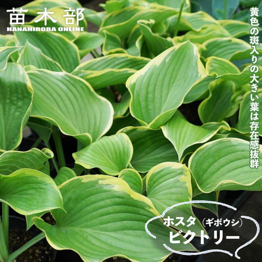 ビクトリー ギボウシ ホスタ 6号ポット大苗 : 苗木部 花ひろば