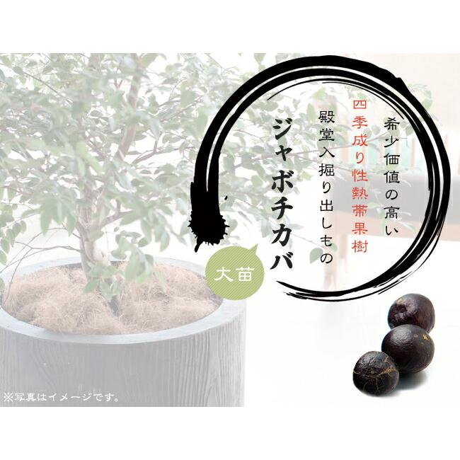 四季成り ジャボチカバ 3年生接木大苗 : 苗木部 花ひろばオンライン