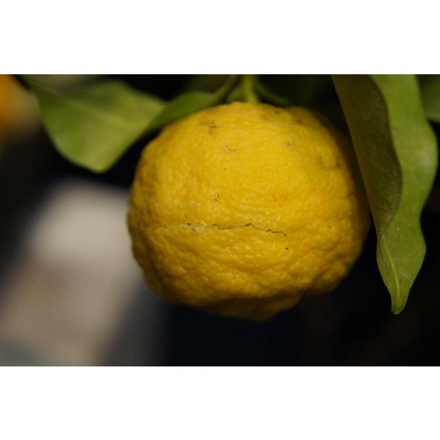 柚子 苗木 花柚子 （はなゆ） 一才ゆず 3年生接木大苗 産地で剪定済