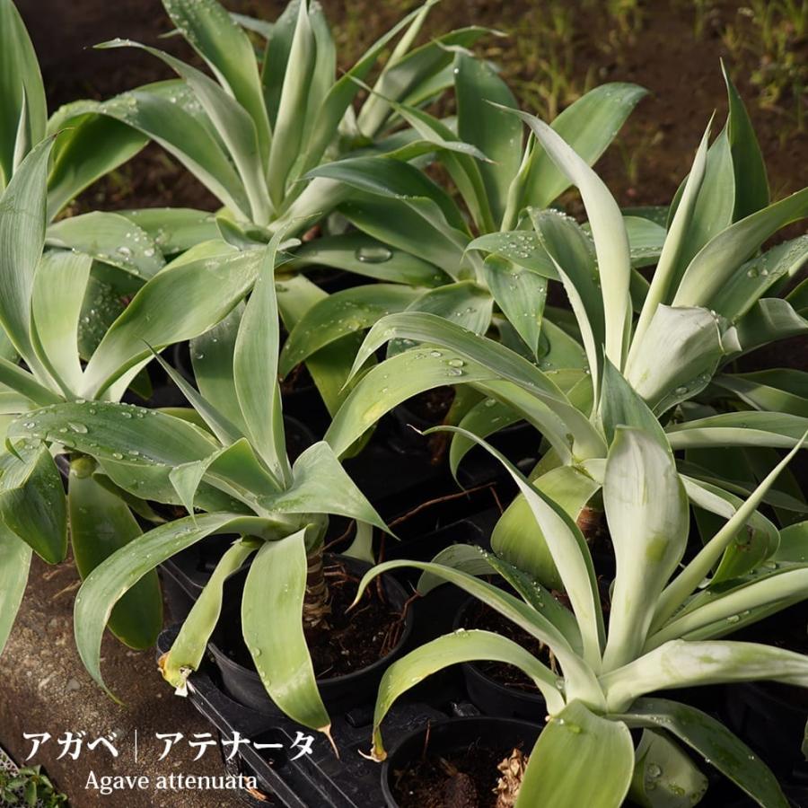アガベ リュウゼツラン アテナータ 3.5号鉢植え : 苗木部 花ひろば