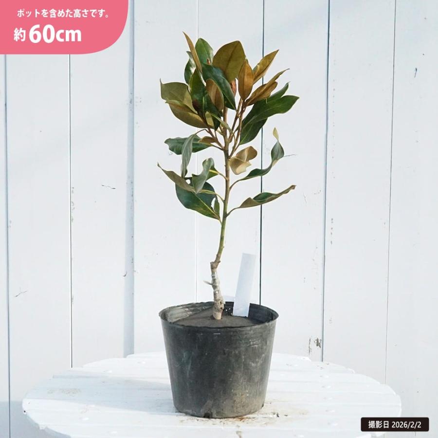 わい性タイサンボク リトルジェム 接木ポット苗 : 苗木部 花ひろば