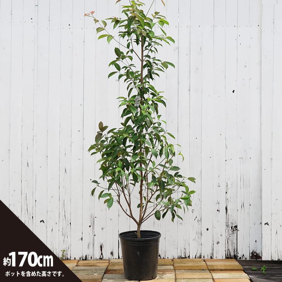 常緑ヤマボウシ サマーグラッシー 10号ポット苗 登録品種・品種登録