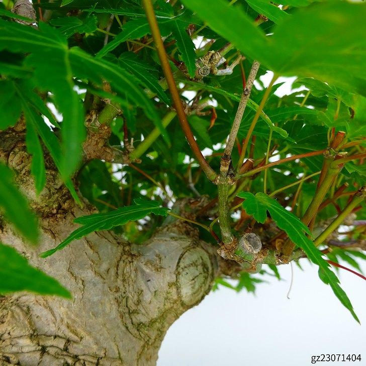 盆栽 紅葉 樹高 約21cm もみじ 高級盆栽 Acer palmatum モミジ カエデ