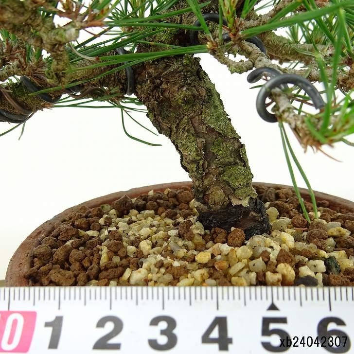盆栽 松 赤松 樹高 約17cm あかまつ Pinus densiflora アカマツ red