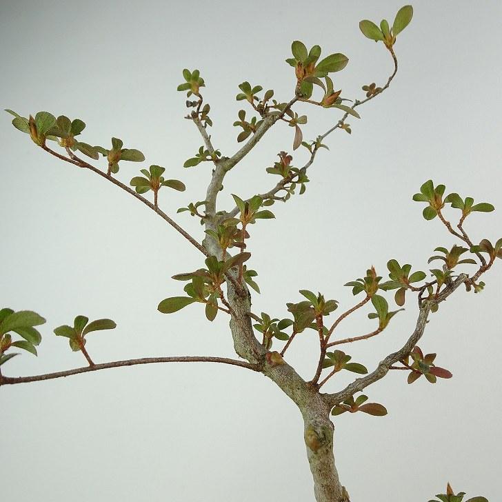 盆栽‼️皐月盆栽‼️深山満月‼️ さつき 深山満月の盆栽を販売｜盆栽妙