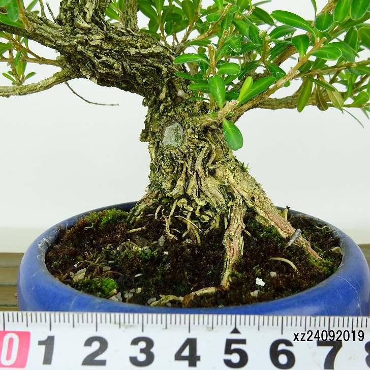 盆栽 台湾黄楊 樹高 約16cm たいわんつげ タイワンツゲ 柘植 ツゲ科