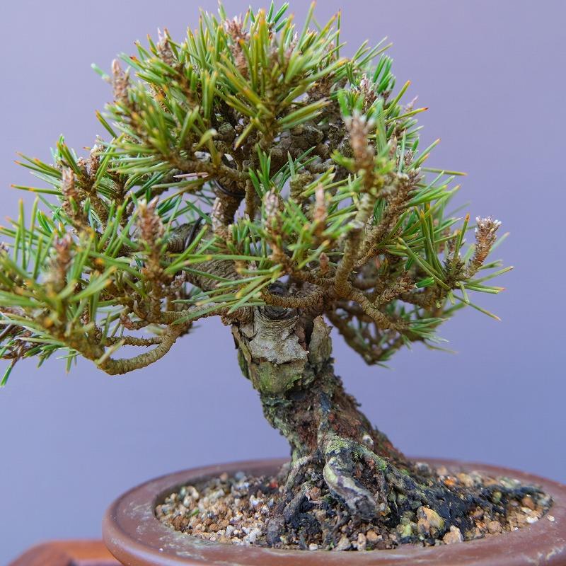 株）一樹園 千寿姫【新品種】 小品盆栽／樹齢20年 : 一樹園 - 通販