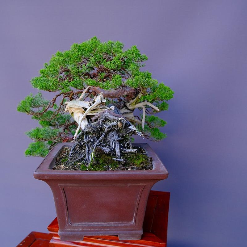 株）一樹園 山採り真柏（山秋鉢） 中品盆栽／樹齢100年 : 一樹園