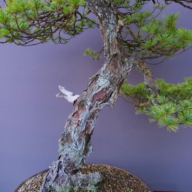 株）一樹園 山採り五葉松 大品盆栽／樹齢100年 : 一樹園 - 通販