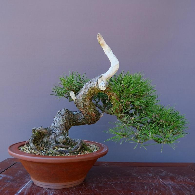 株）一樹園 赤松 中品盆栽／樹齢40年 : 一樹園 - 通販 - Yahoo