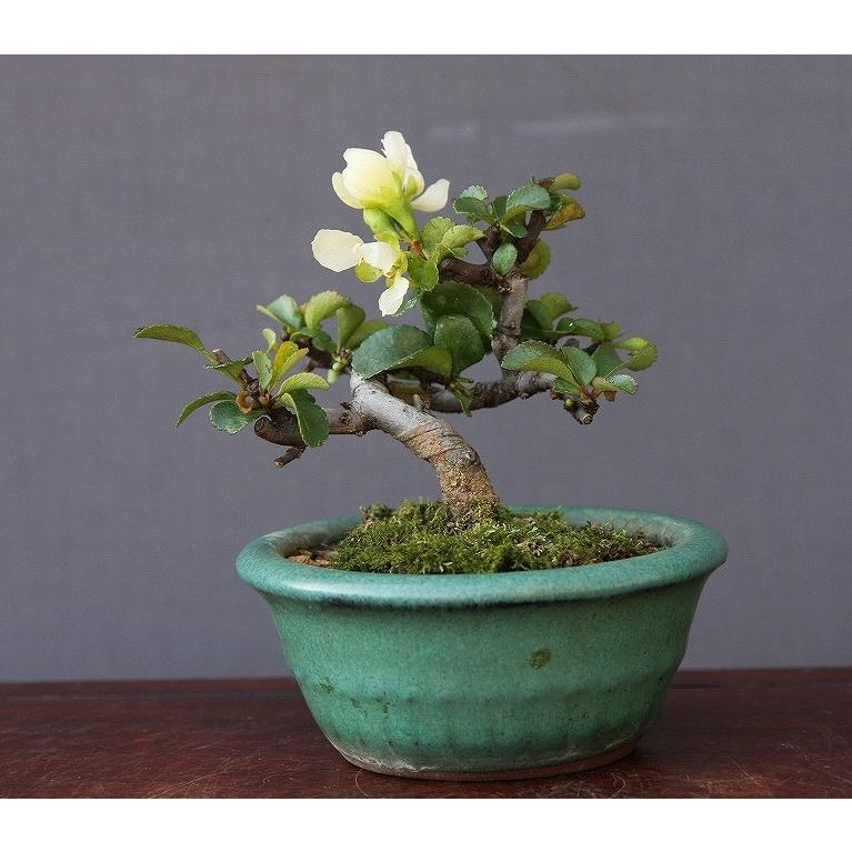 株）一樹園 白長寿梅 小品盆栽／樹齢6年 : 一樹園 - 通販 - Yahoo