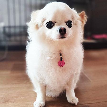 アディオ・イフ（NEWモデル）波動共鳴ペンダント : 自然の森製薬