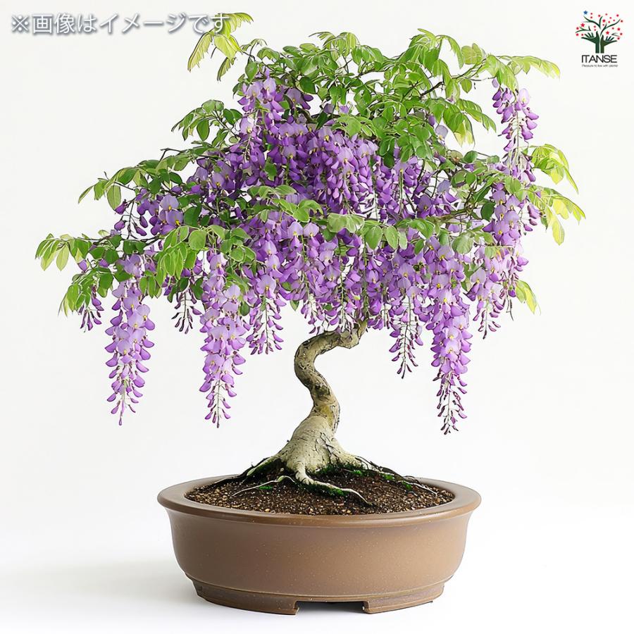 一才藤 花木苗 5号/1個売り 花藤 いっさいふじ 初心者向け 育てやすい