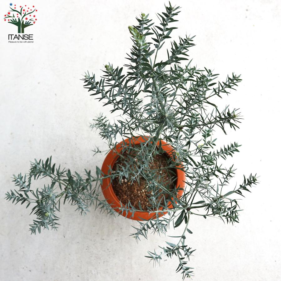 ITANSE アカシア ブルーブッシュ 花苗 7号茶鉢 1個売り 花の苗
