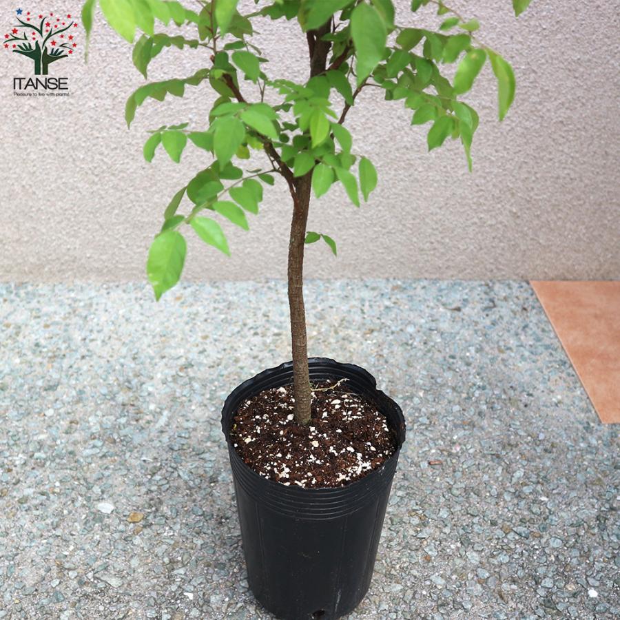 ITANSE スターフルーツの苗 果樹の苗木 13.5cmポット 1個売り 果樹