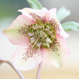 クリスマスローズ (セミダブル/ピンク系)3.5〜4寸苗 : 岩崎園芸ネット