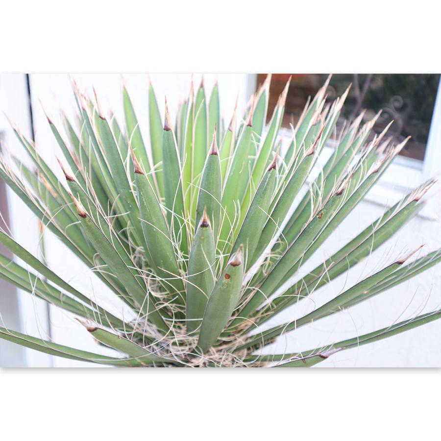 観葉植物 おしゃれ 大型 本物 屋外 ユッカ フィリフェラ 10号 現品