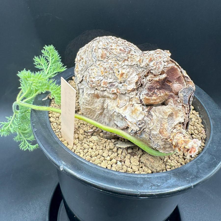 観葉植物 おしゃれ 希少品種 ペラルゴニウム トリステ 現品 4号 黒プラ