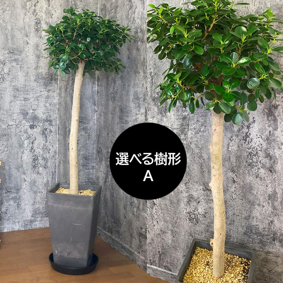 観葉植物 おしゃれ 大型 本物 パンダガジュマル フィカス 10号 現品