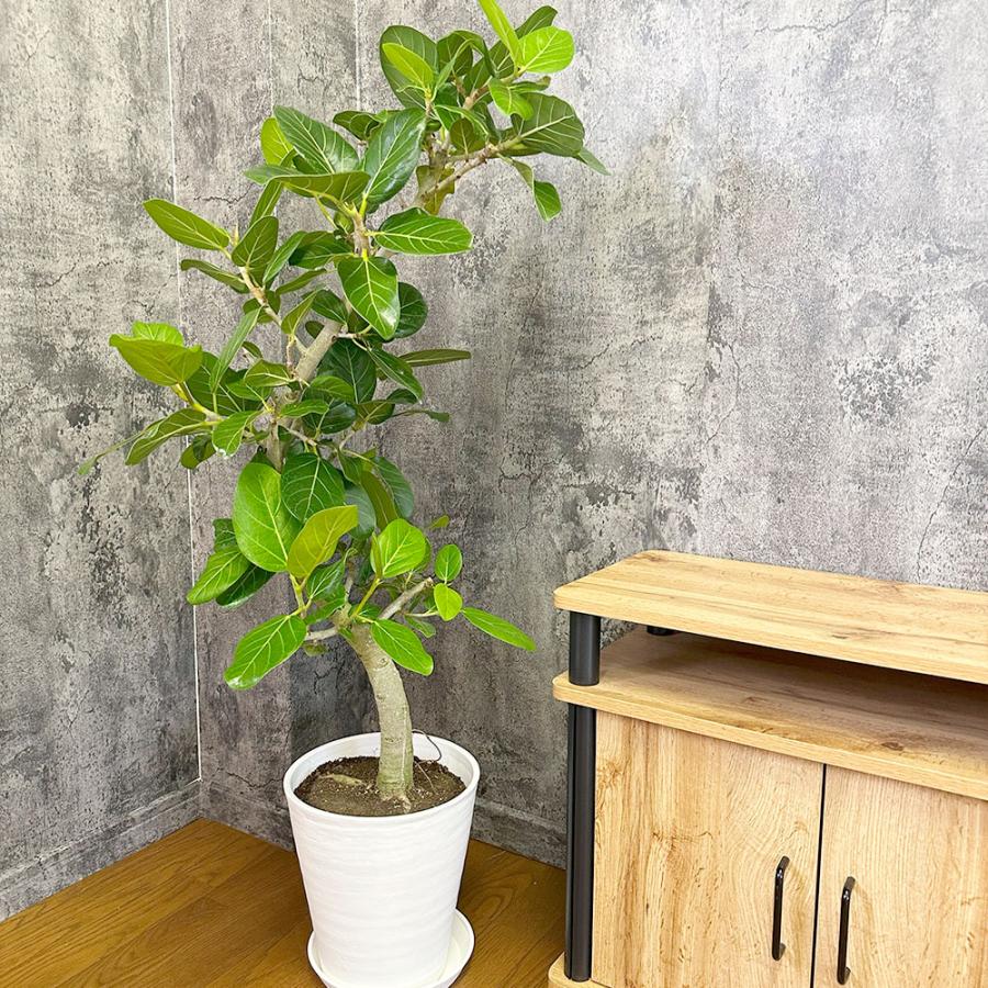 観葉植物 おしゃれ ゴムの木 ベンガレンシス 幹曲がり 現品 8号 白