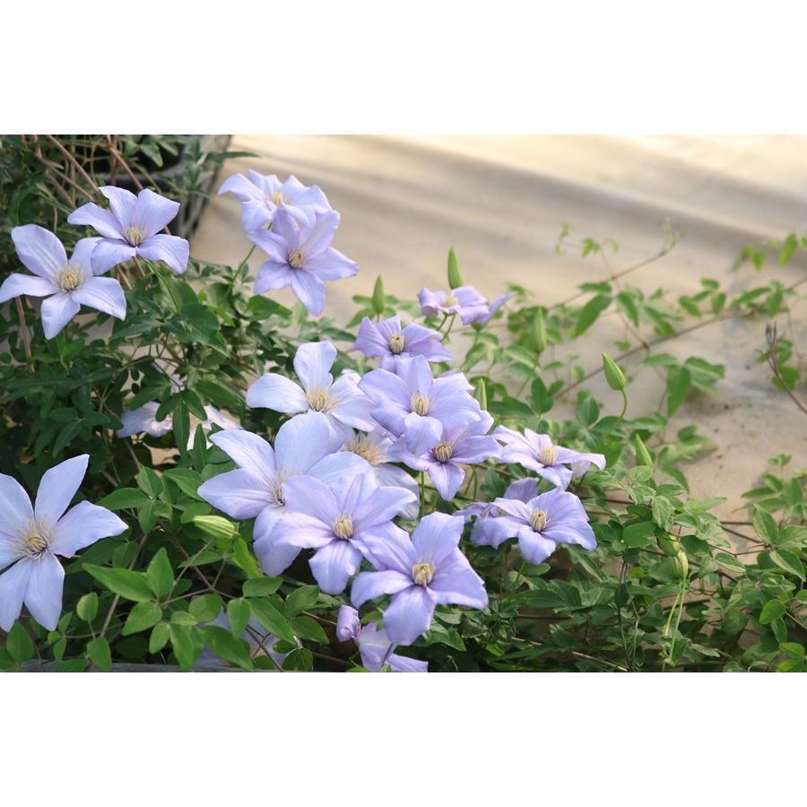 クレマチス 'カドミア' 系統：原種系 4.5号ロングポット : 大神