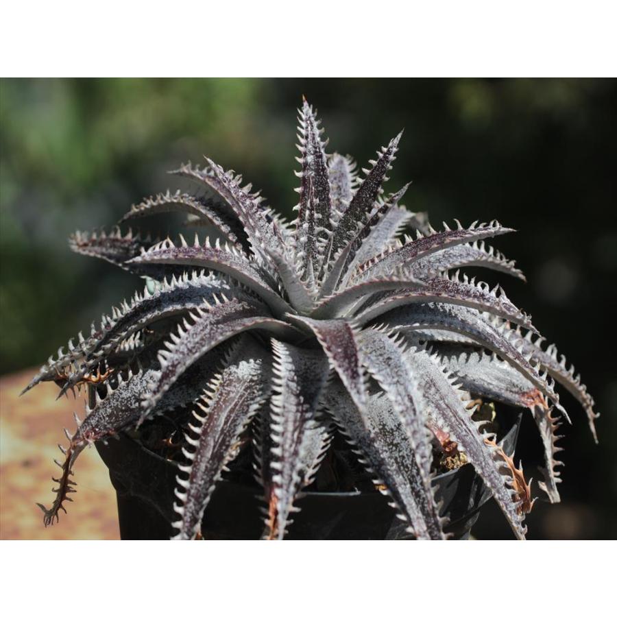 Dyckia 'Bill Baker'/ディッキア'ビル・ベイカー'4 : 大木ナーサリー