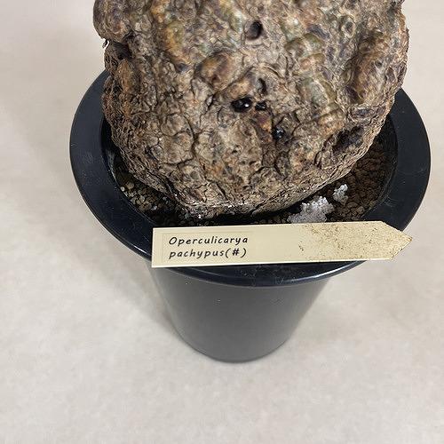 塊根植物 オペルクリカリア パキプス 4.5号ロング黒鉢(現品