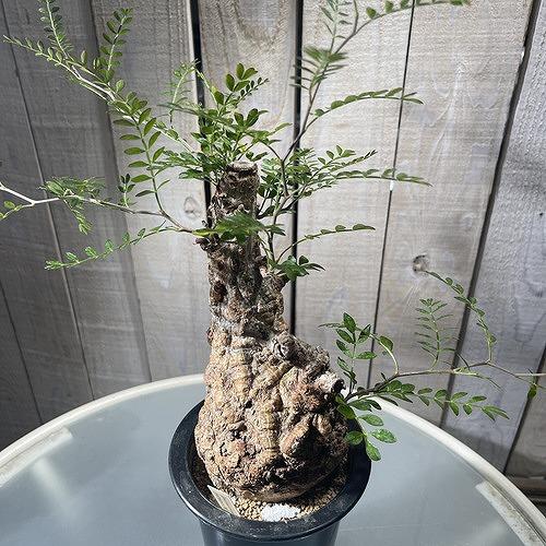 塊根植物 オペルクリカリア パキプス 4.5号ロング黒鉢(現品