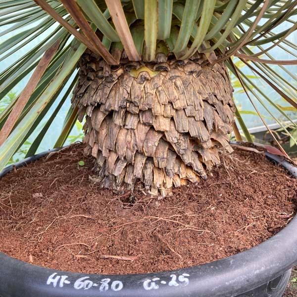 ロストラータ ユッカ・ロストラータ ブルースワン 観葉植物 お祝 新築