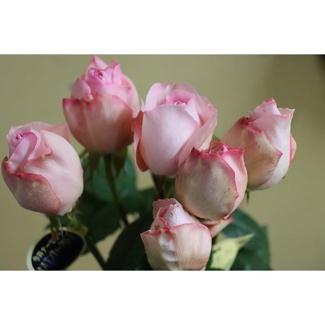 バラ苗 強香 kn29−96 4号 今井清作出 切り花品種接ぎ木（植え