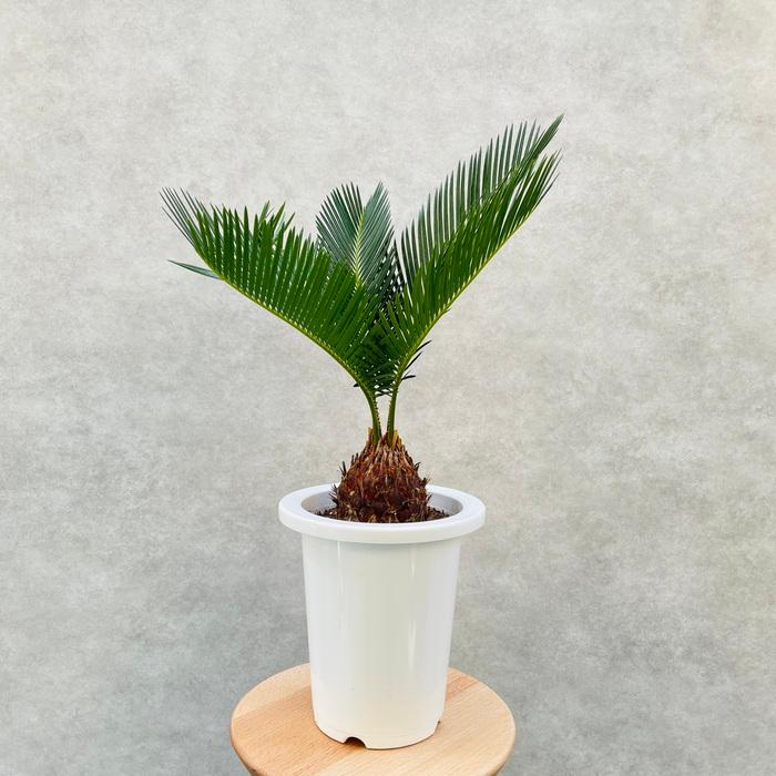 観葉植物 ソテツ 蘇鉄 6号鉢苗 大型種類 庭木 風水 地植え おしゃれな