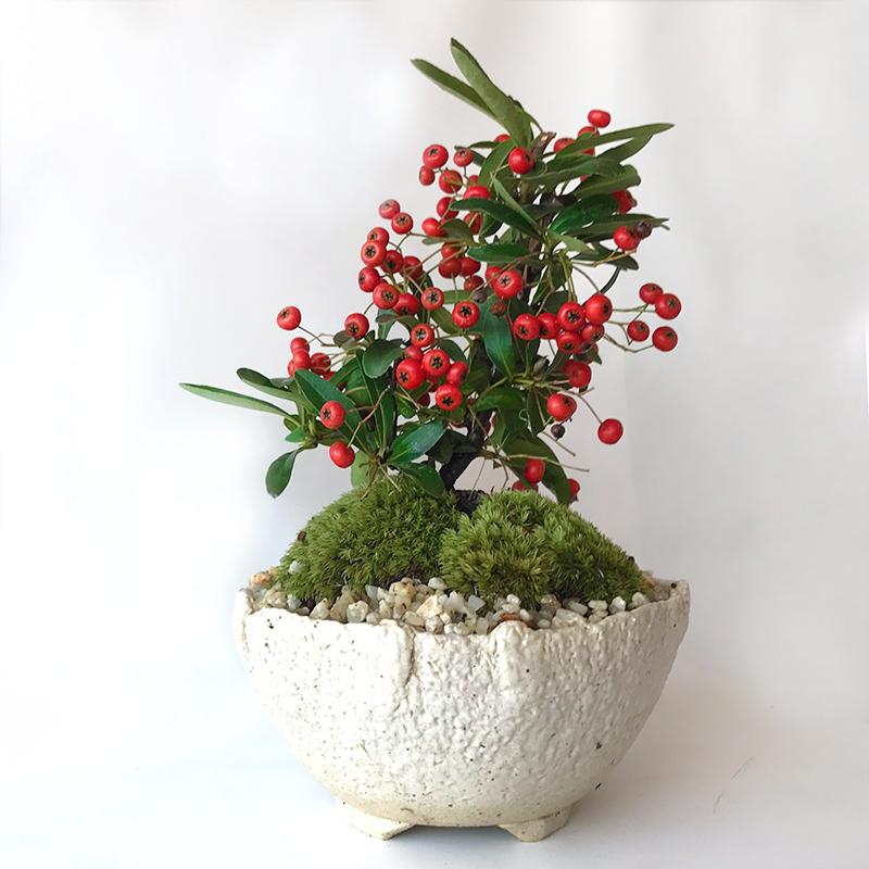 現在実なし 盆栽 ピラカンサ 盆栽鉢 万古焼 白深鉢 花が咲く 白花 実が