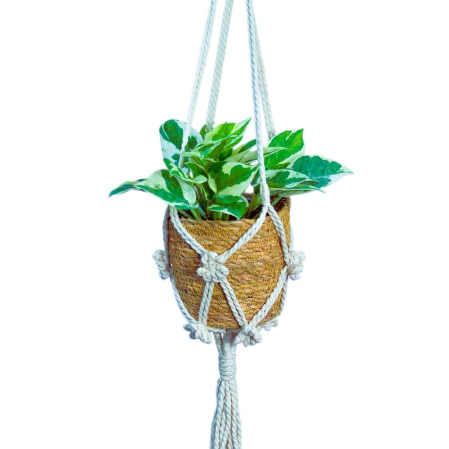 ポトスエンジョイ ハンギングプランツ 吊り下げ 観葉植物 本物3号