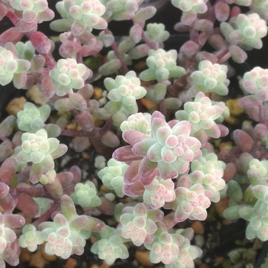 セダム ブレビフォリウム（木立性） : にじはなPlants - 通販 - Yahoo