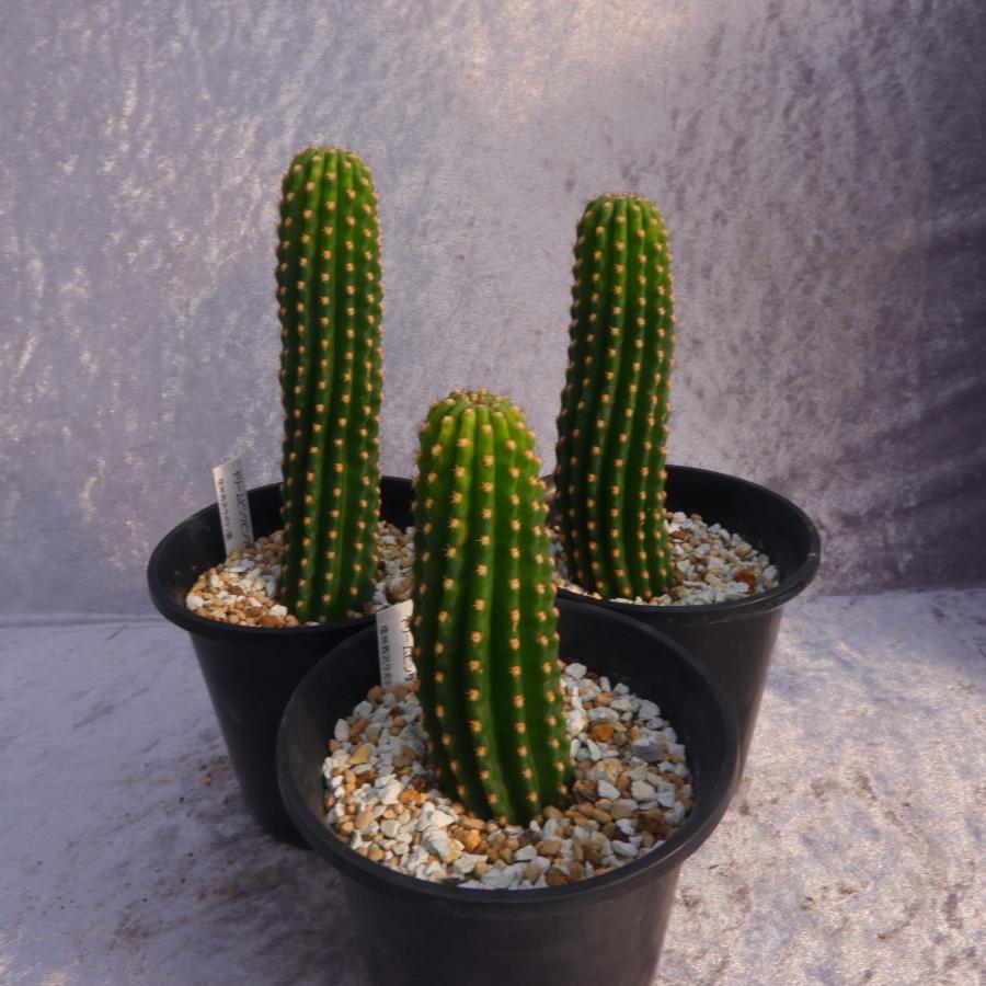 サボテン ソエレンプシス ドリームピンク 3.5号鉢（鉢の直径10.5cm