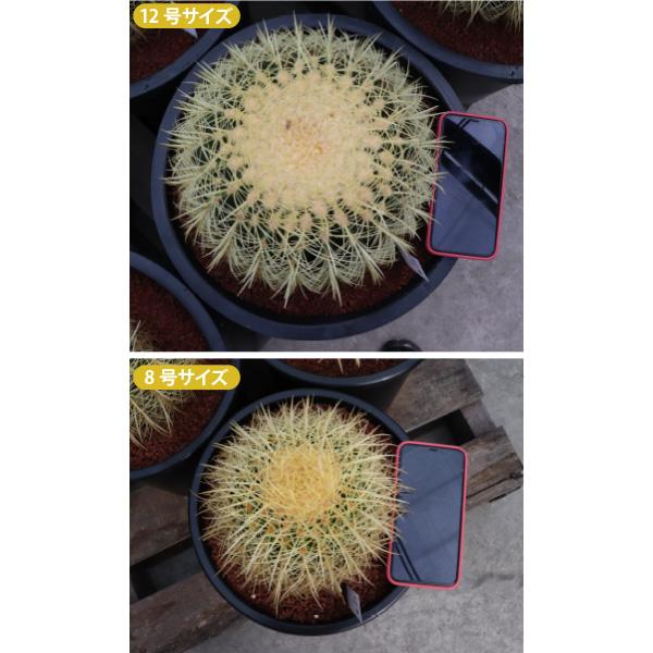 農場直送］キンシャチ 金シャチ 金鯱 サボテン 8号鉢2個セット 樹齢約