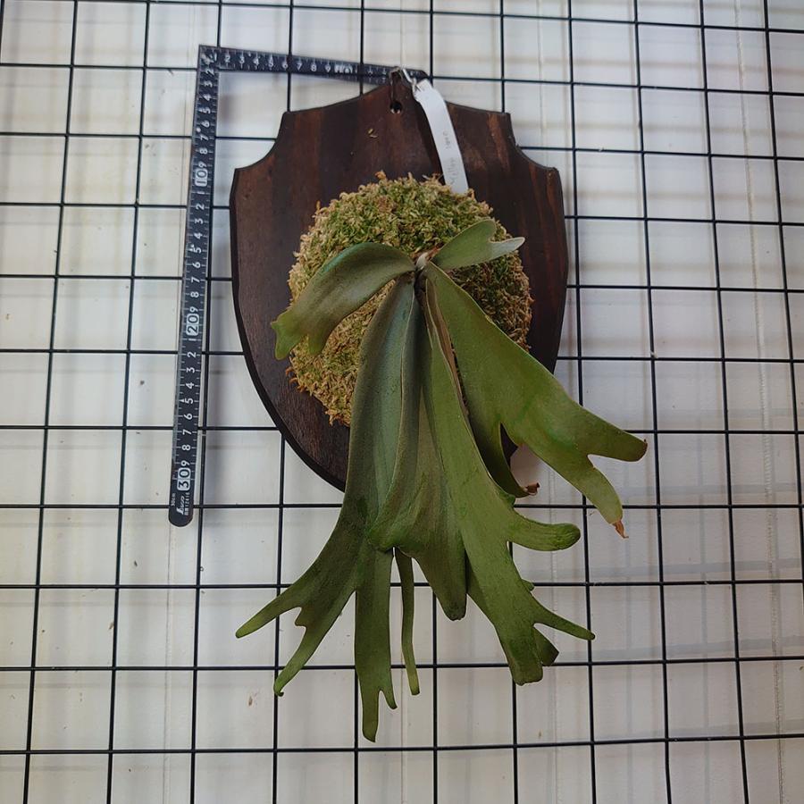 イエロームーン オリジナルポップ P.Willinckii 'Yellow moon'OC PUP