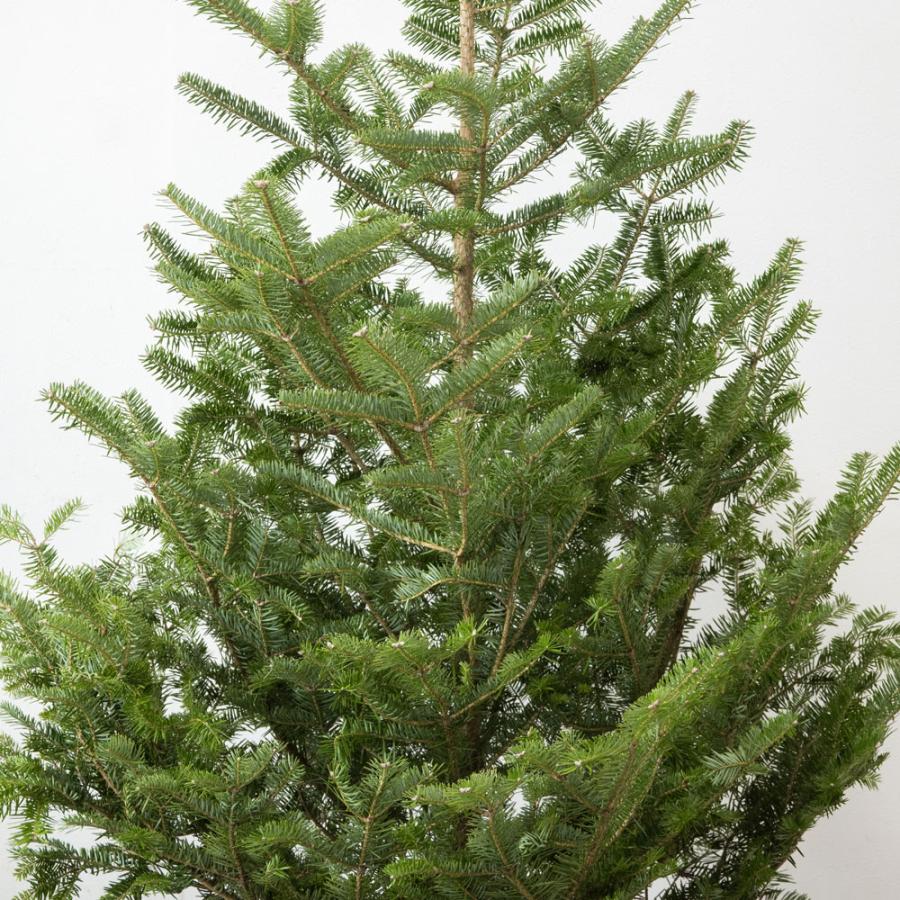 本物のもみの木170cm〜 10号鉢 クリスマスツリー用・モミの木 鉢植え