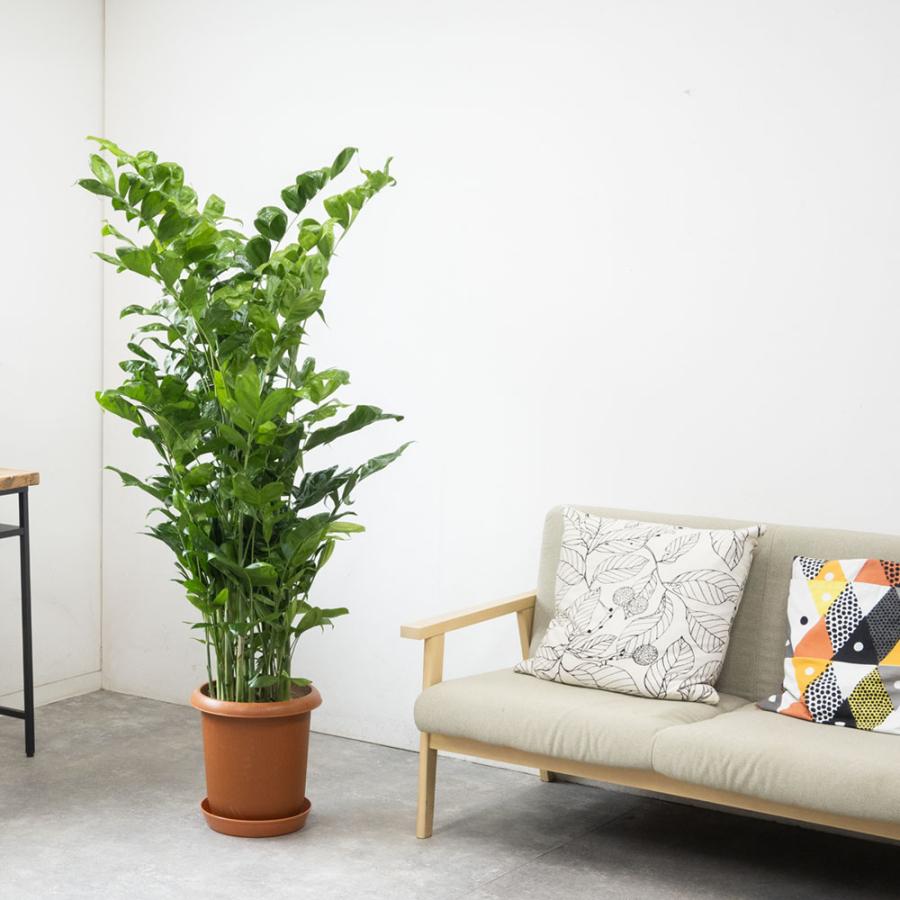 観葉植物 本物 高性チャメドレア 10号鉢 大型 室内用 インテリア